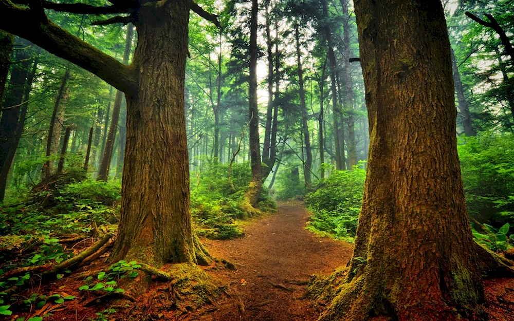 Trees in the forest