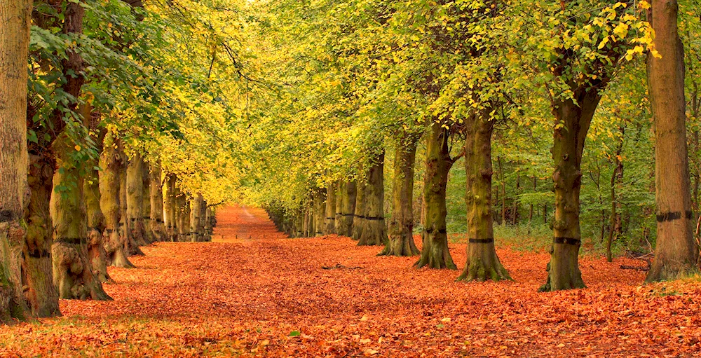 Trees in the forest