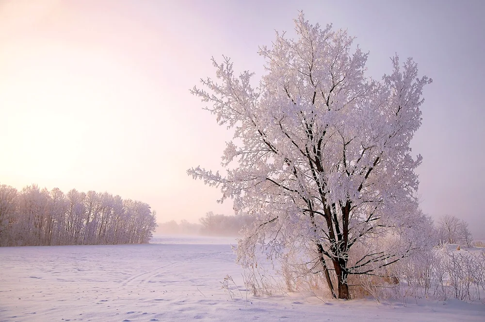 Trees in snow