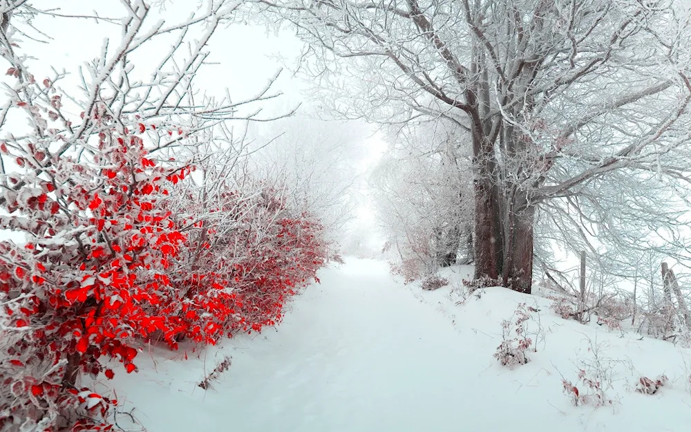 Trees in the snow