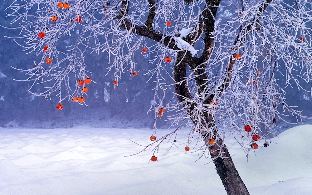 Winter trees