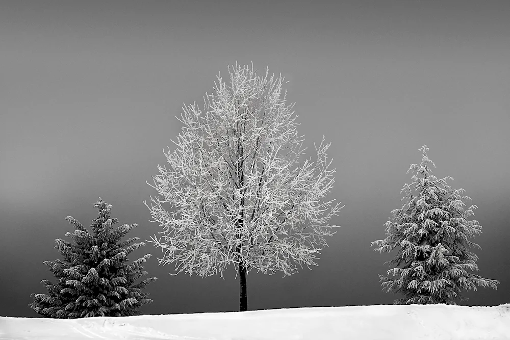 Winter forest