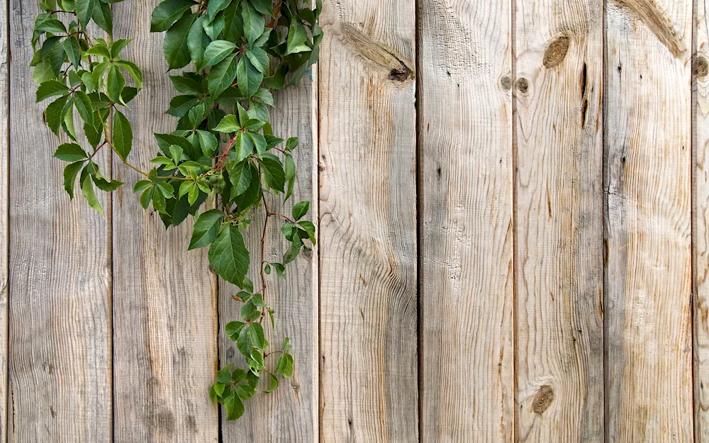 Wooden background