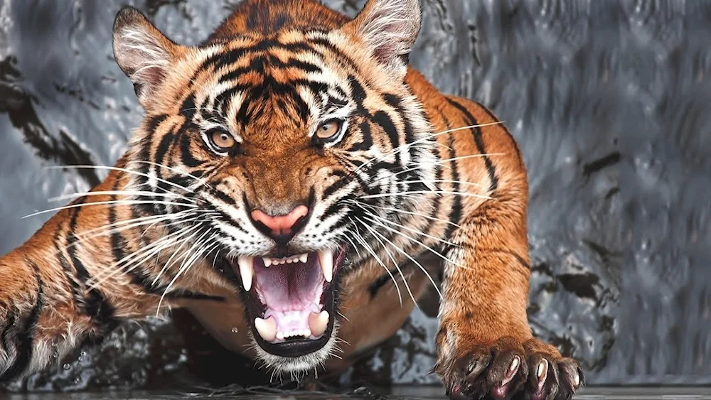Tiger slash