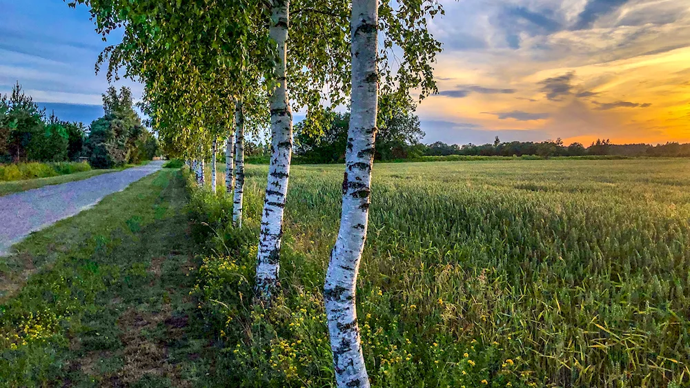 Birch grove Udmurtia