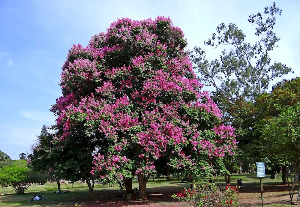 Lagerstremia white