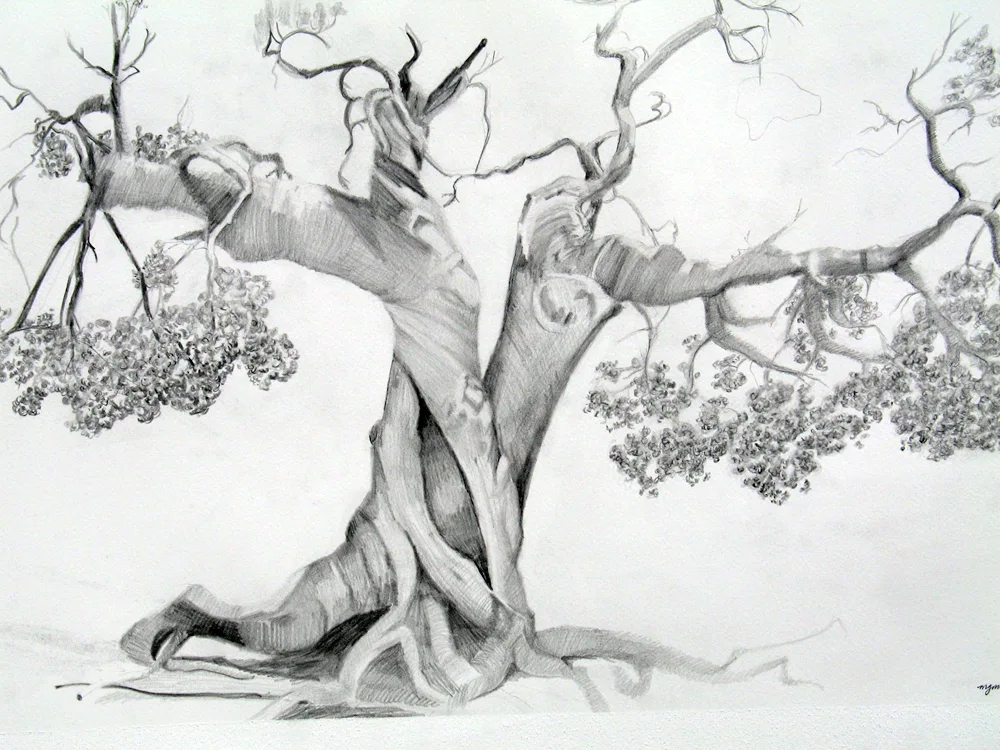 Draw a tree
