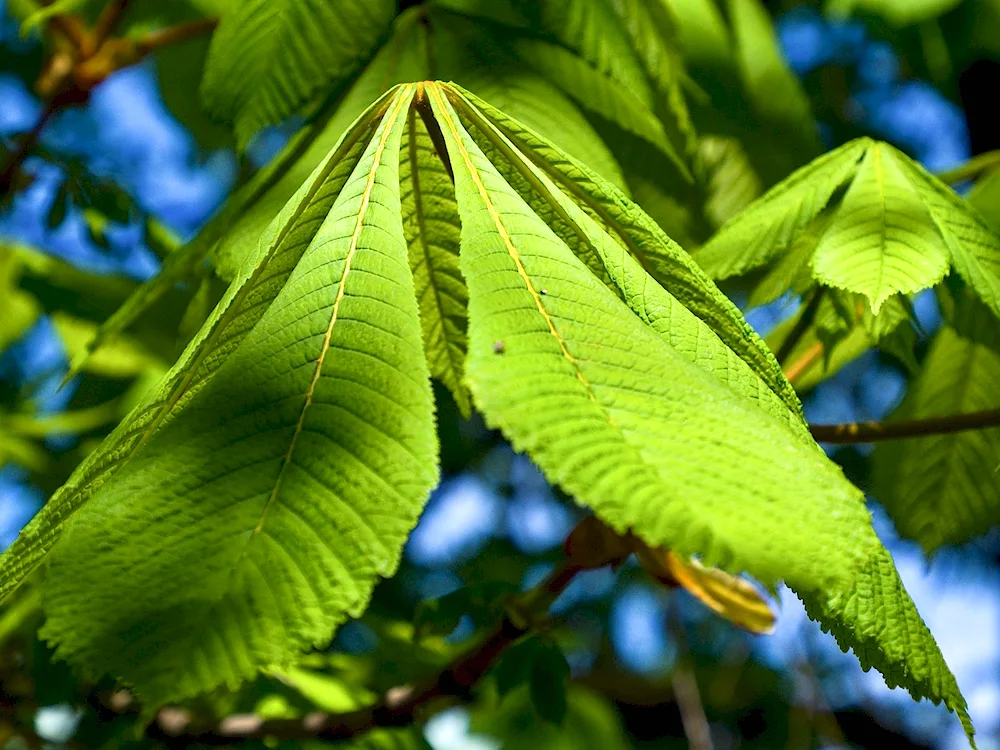 Leaves of the tree horse chestnut