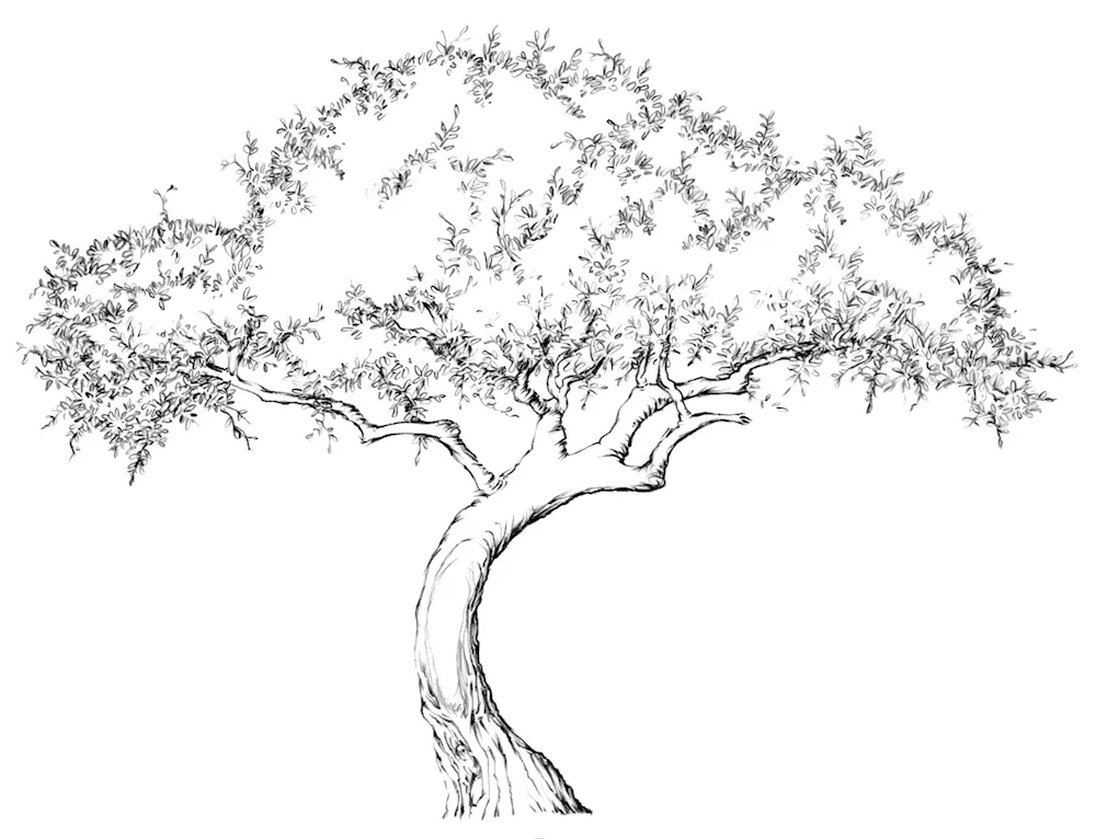 Tree pencil outline