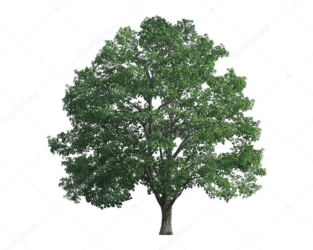 Tree on transparent background