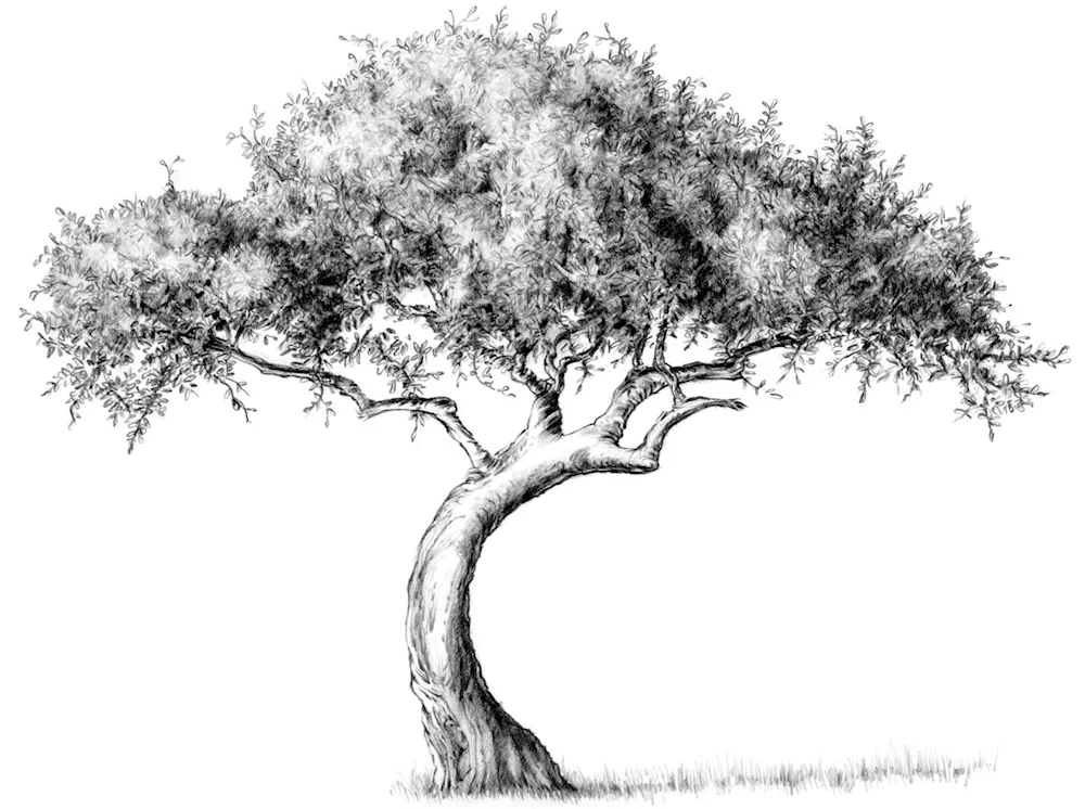 Tree drawing