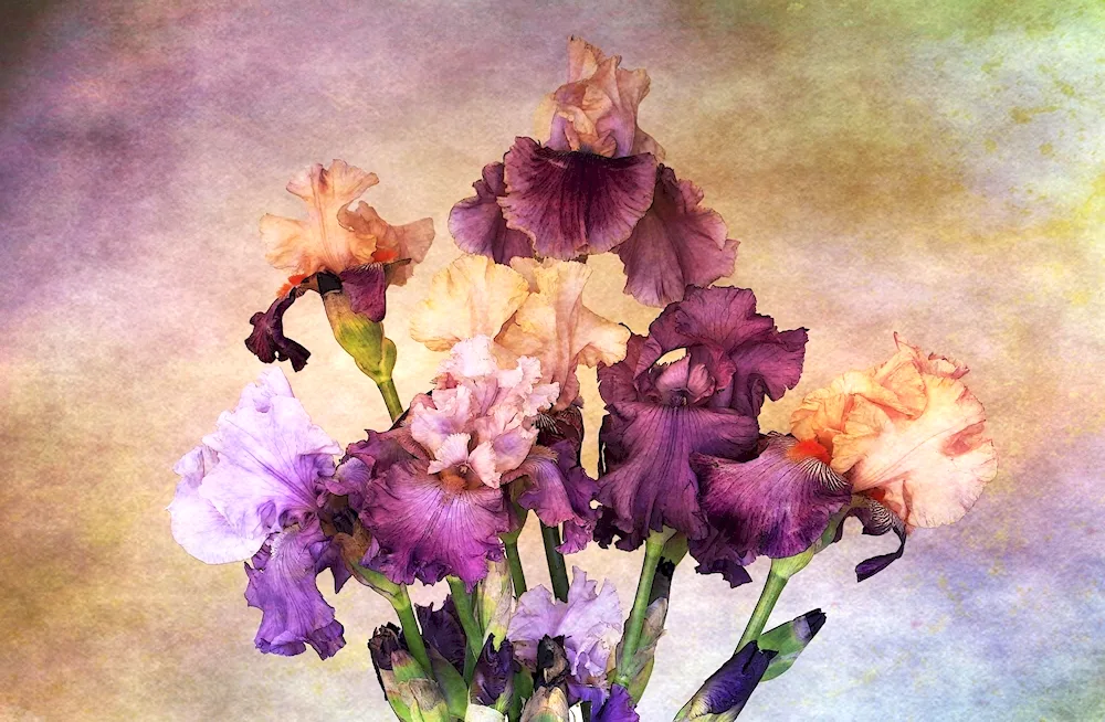 Oleg Timoshin artist irises