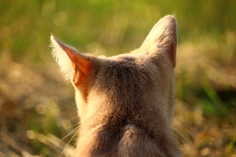 Cats with ears