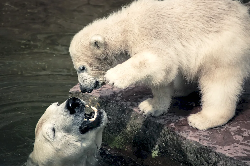 Newborn bear