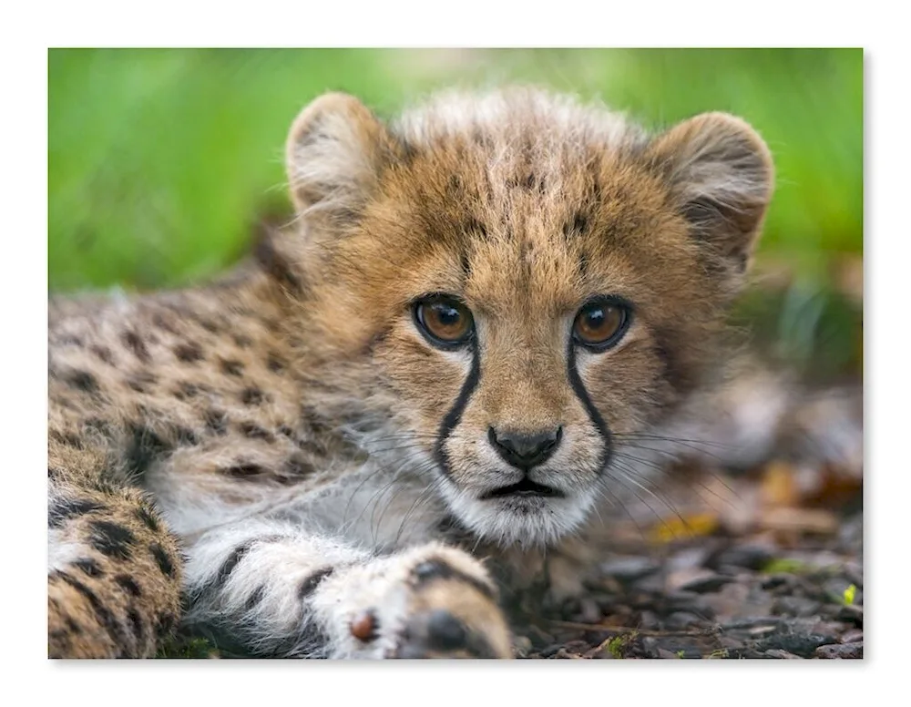 Cheetah cubs