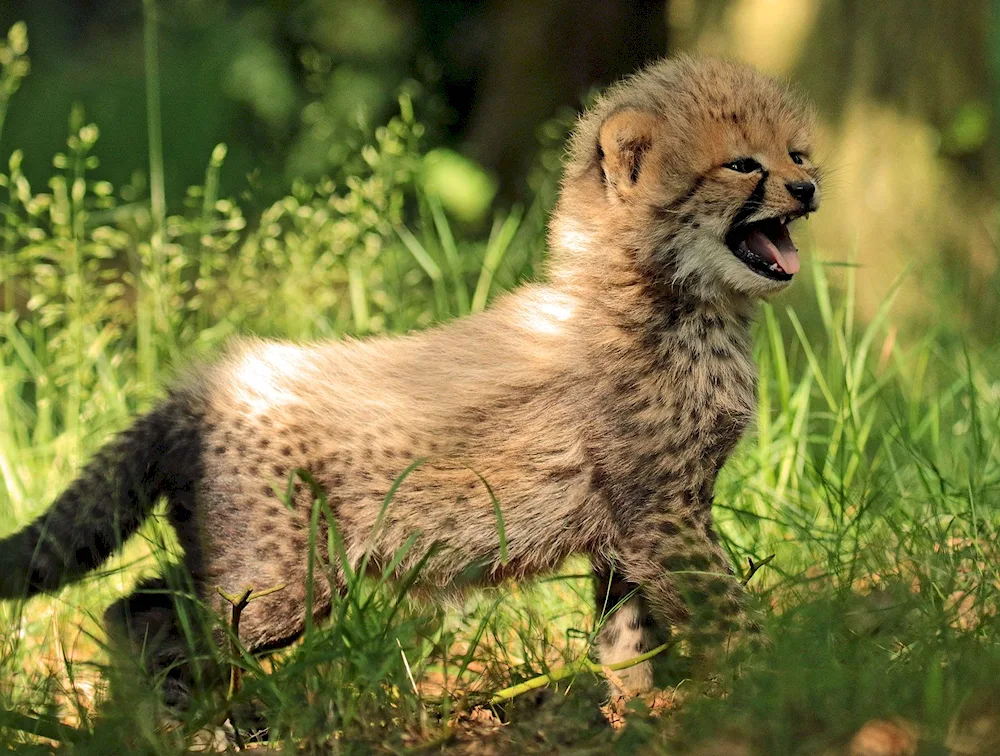 Cheetah cub