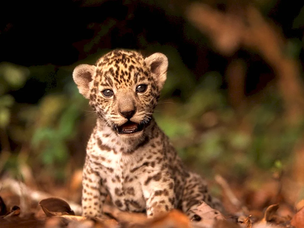 Snow leopard Irbis snow leopard cub