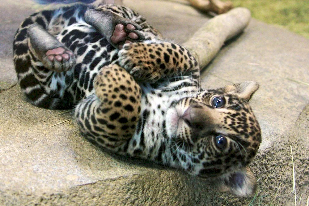 Amur leopard cub jaguar