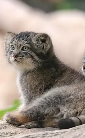 Pallas‘ cat