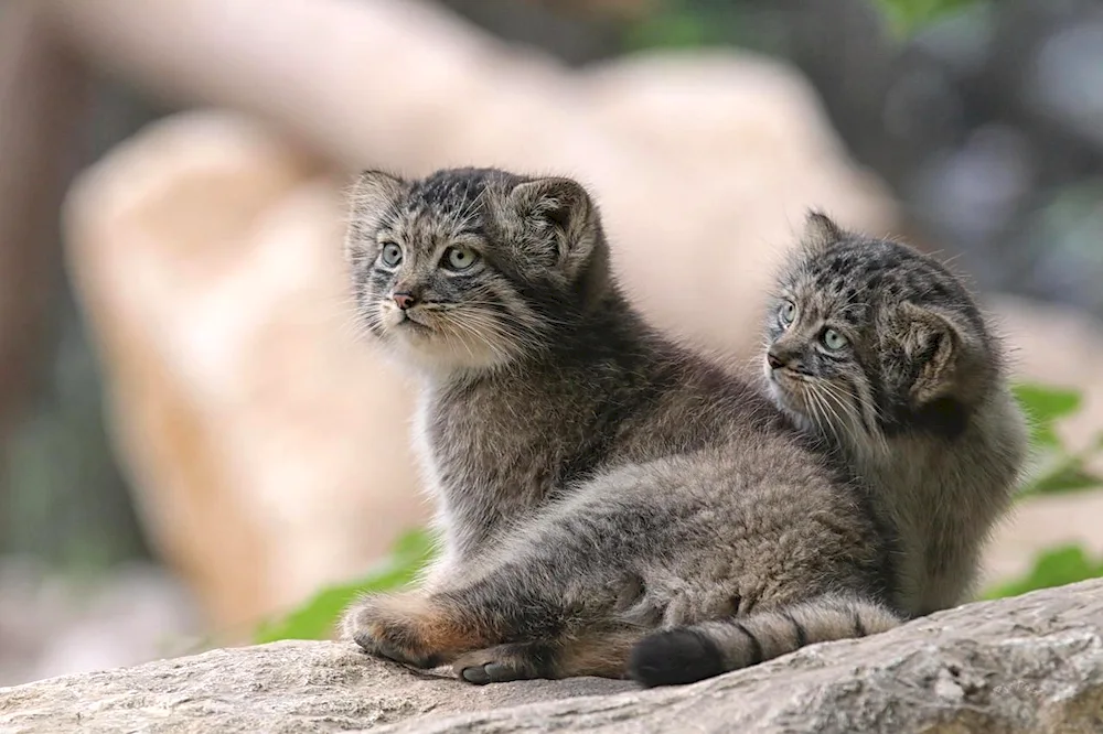 Pallas‘ cat