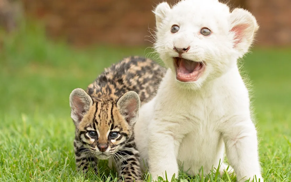 Ocelot cub