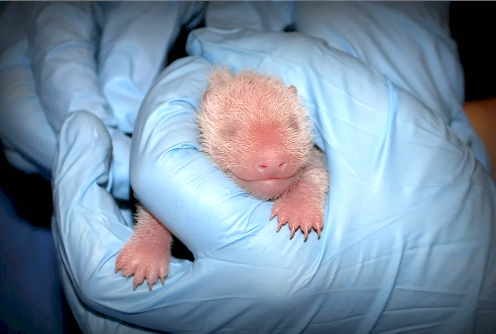 Panda cub. newborn