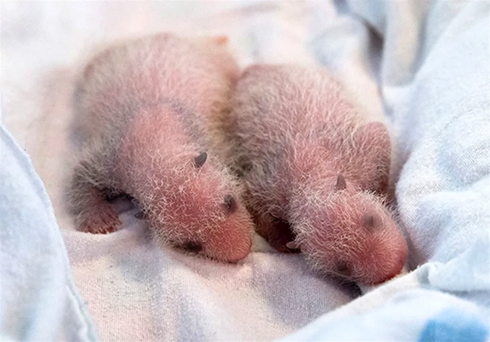 Panda cub newborn