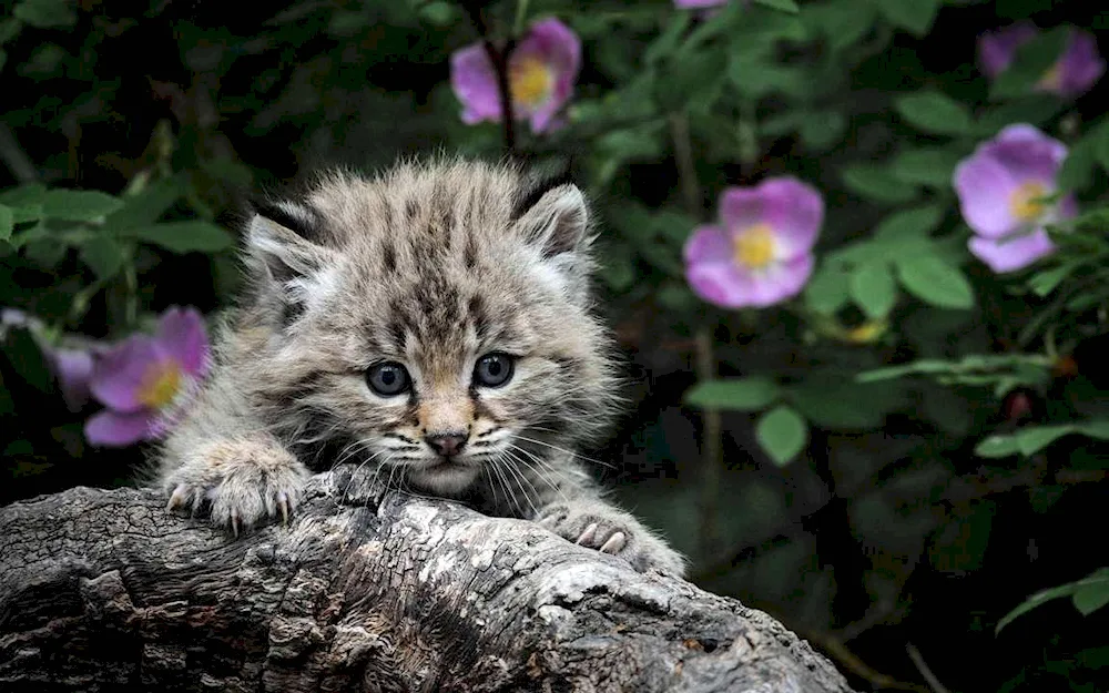 Baby lynx cat Manul