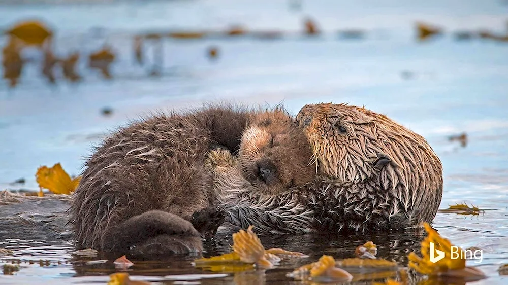 Beaver cubs underwater