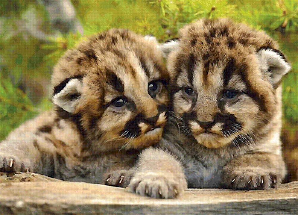 Amur tiger cubs animals