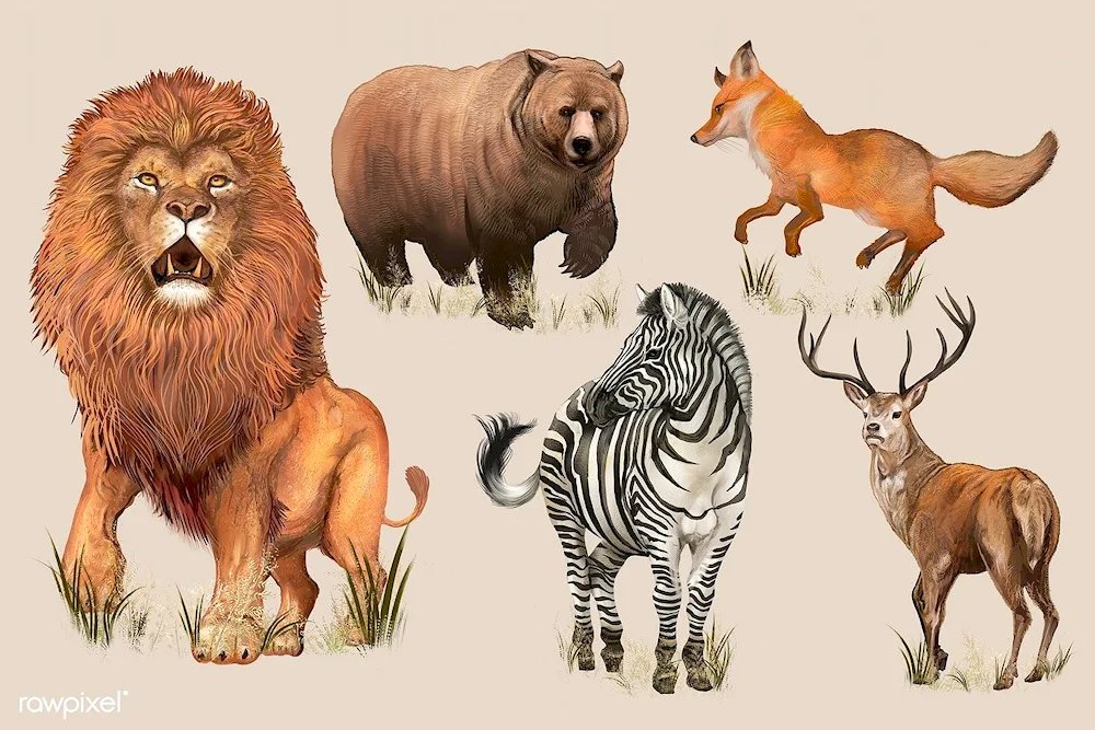 Wild animals for children