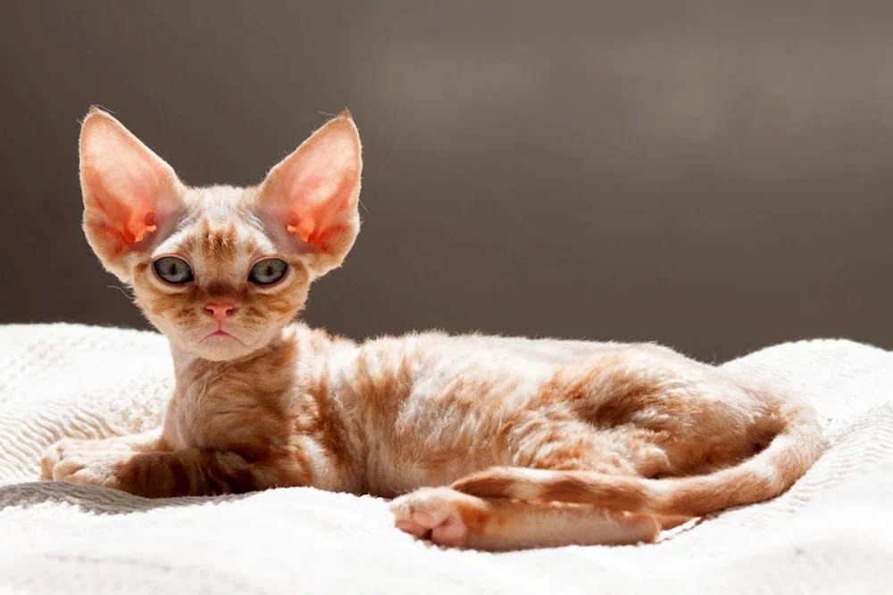 Cornish rex cats