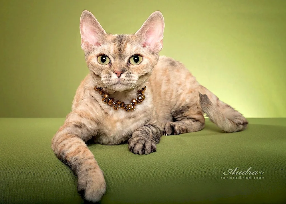 Devon rex cat