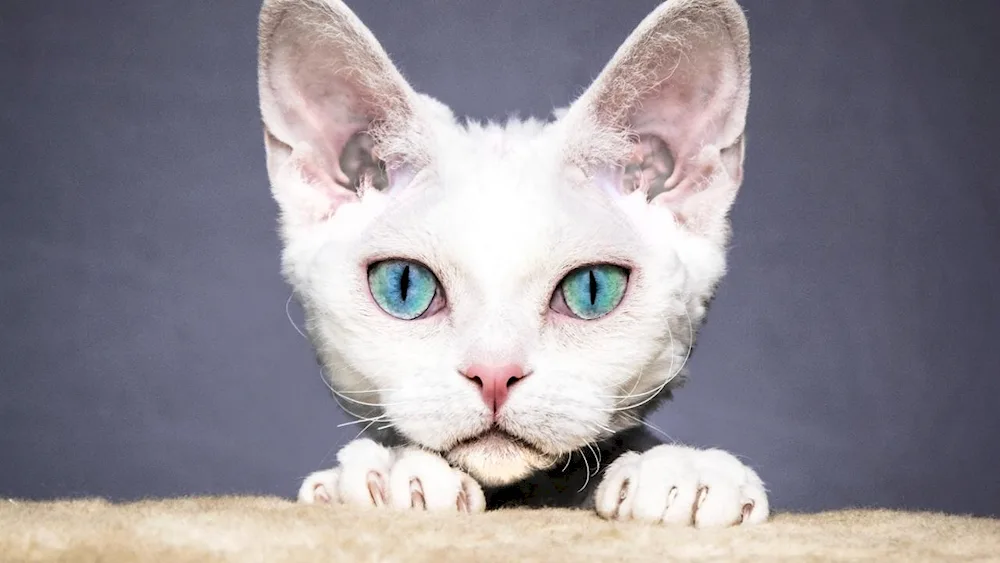 Oriental white cat