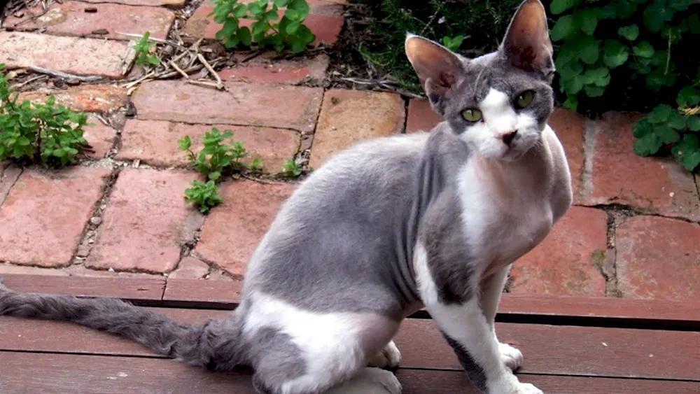 Cornish rex