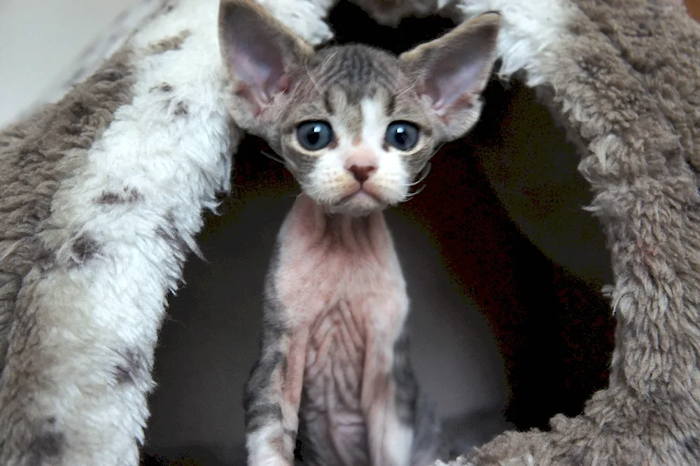 Cornish rex