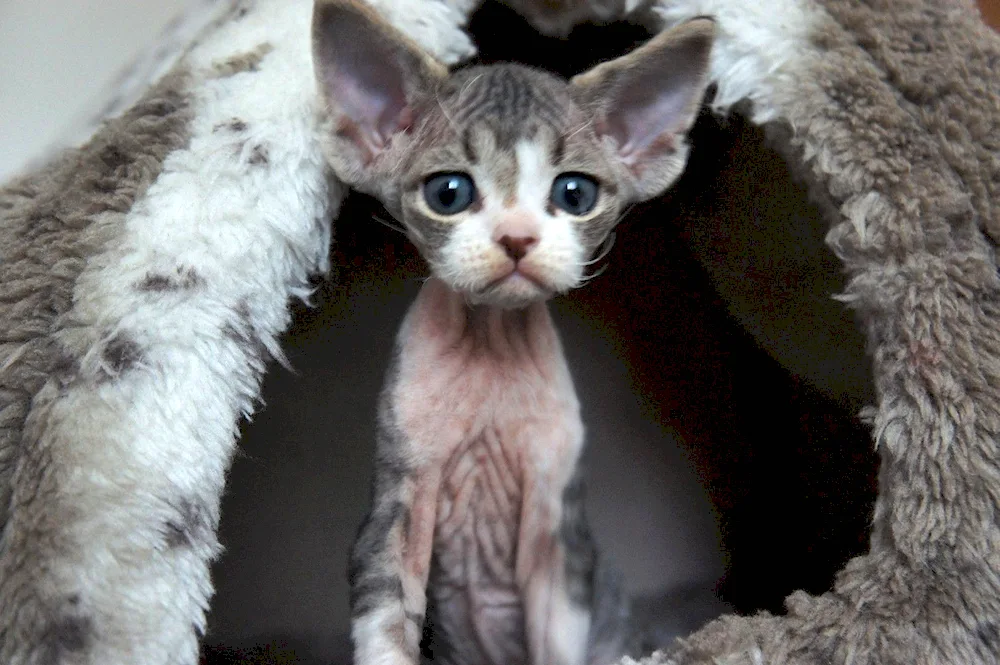 Devon Rex cat