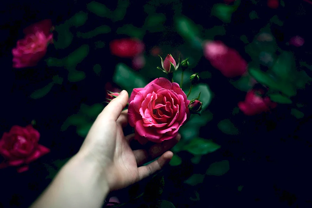 Girl with a rose in her hands