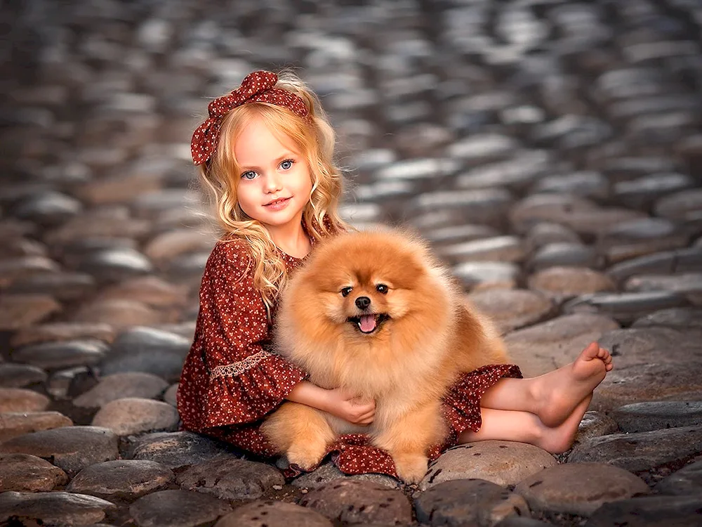 Pomeranian Spitz Terrier