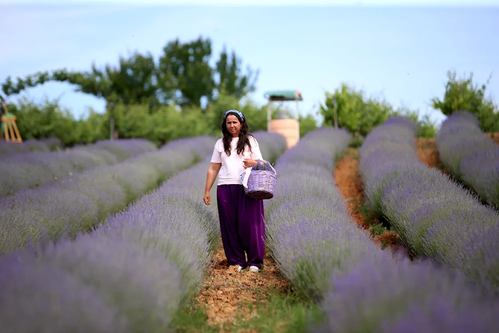 Girl in lavender field