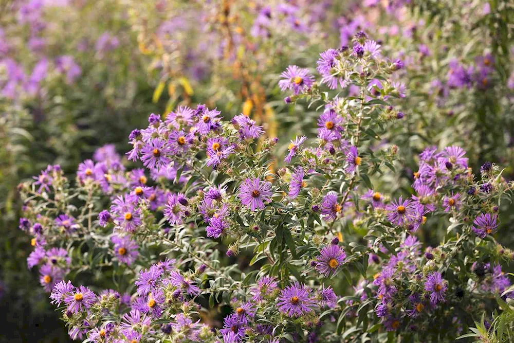 Chrysanthemum Gilbert Purple