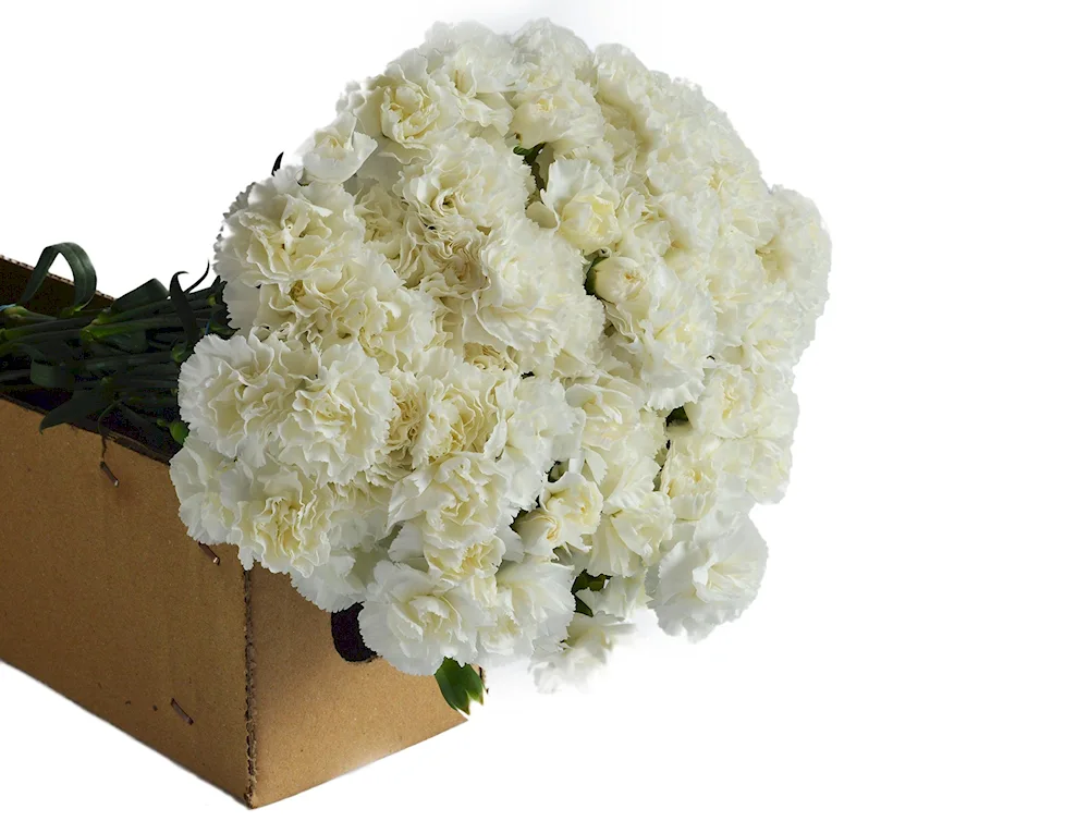 Dianthus White Bouquet