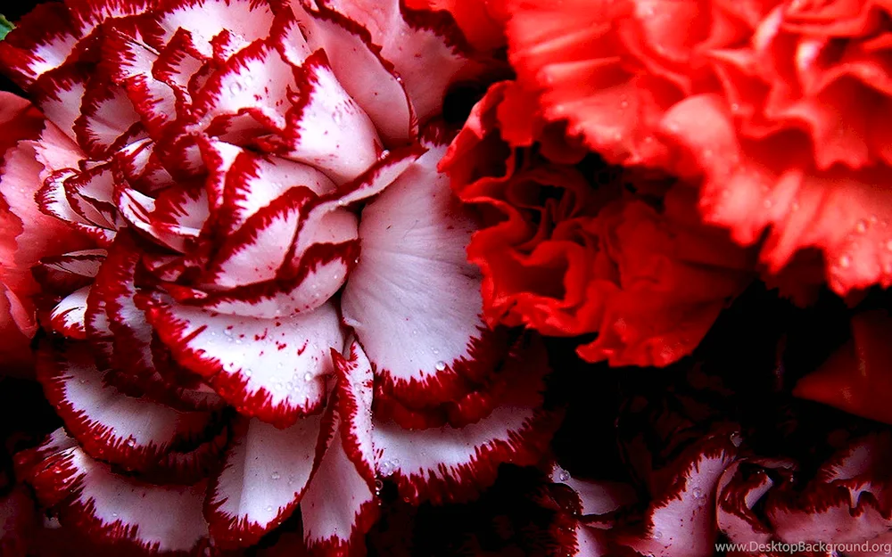 Dianthus red