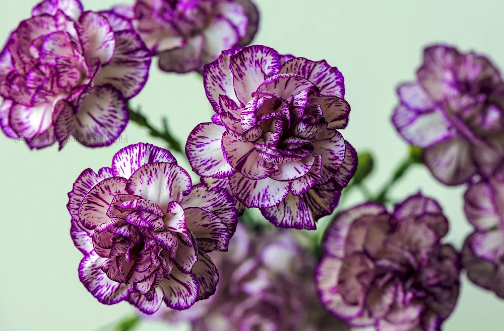 Carnation Dianthus red