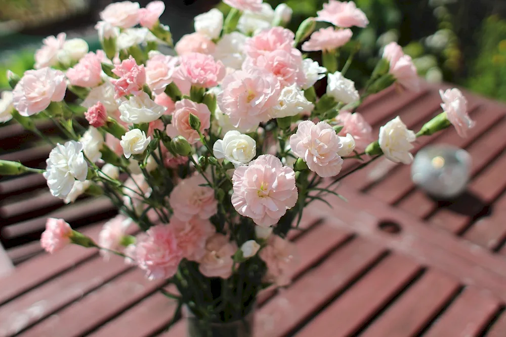 Dianthus carnation bush carnation