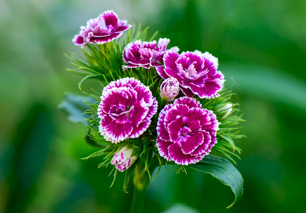 Dianthus flowers