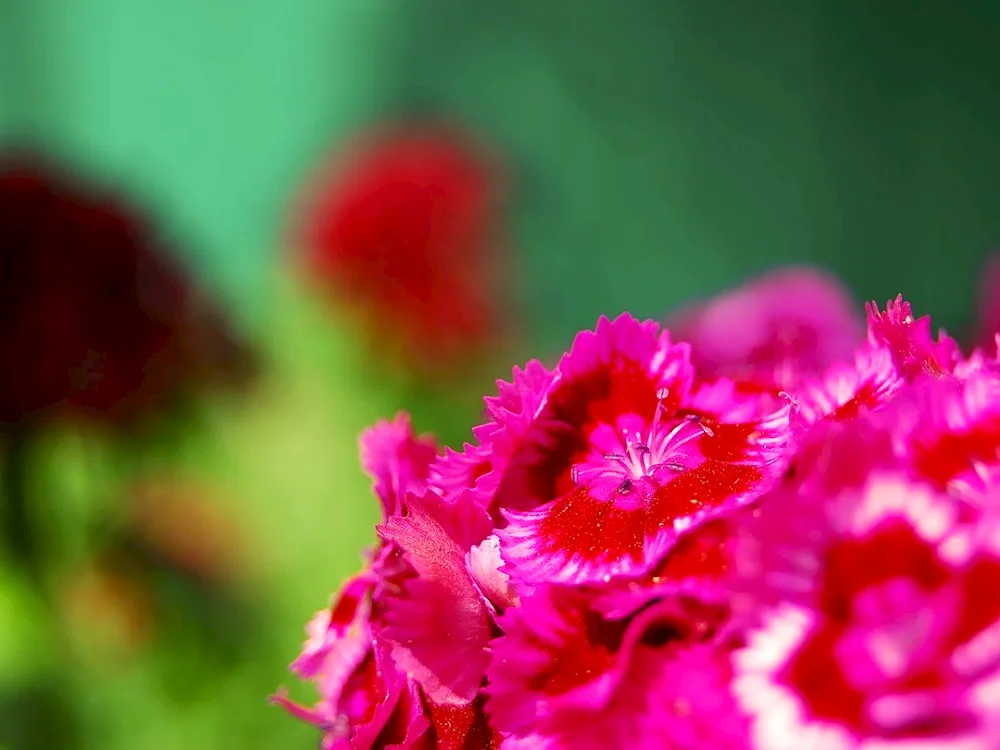 Carnation herbaceous Woodland