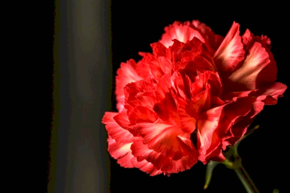 Dianthus carnation pink