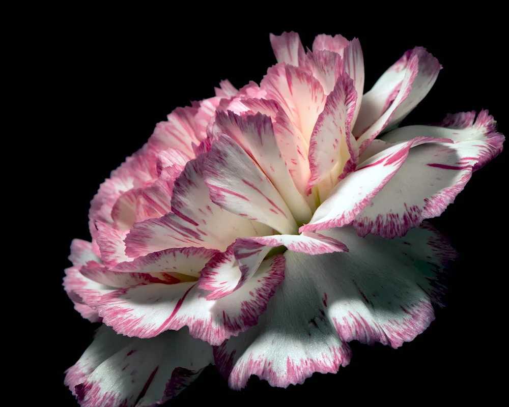 Dianthus red