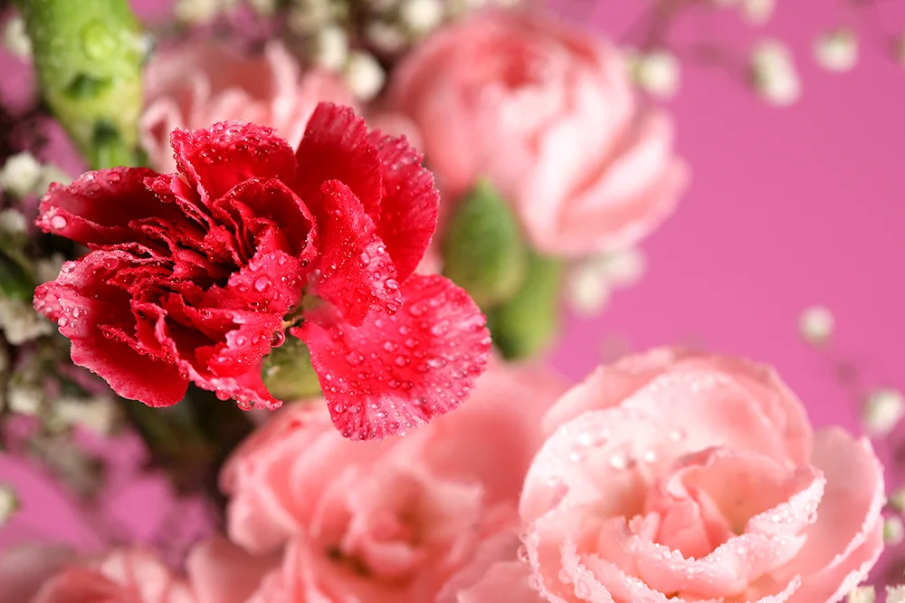 Dianthus with roses